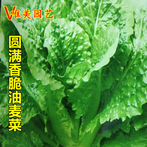 圆满香甜油麦菜种子圆叶香油唛菜种籽四季青菜耐寒春秋冬季蔬菜孑
