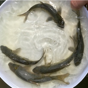 蛳螺鱼乌黑草鱼鲩苗鱼鱼苗鱼青苗本鱼鲩日苗青苗苗黑青f草乌