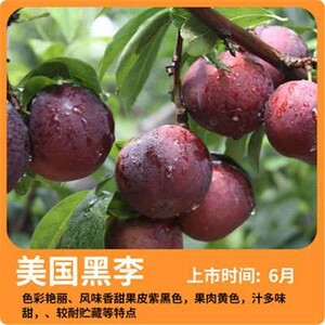 新品种美国黑李子苗树 嫁接苗特大树苗脆骨脱骨李子苗南北方种植