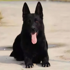 活体幼犬看家护院警犬中型德牧犬纯黑色东德牧羊犬猛犬名犬繁殖100