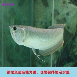 银龙鱼活鱼苗大中型热带观赏鱼鱼缸宠物淡水招财风水鱼金龙鱼活体