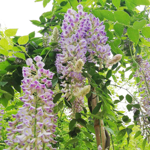 蓝月亮紫藤苗藤本植物庭院阳台别墅花卉盆栽当年开花2加仑