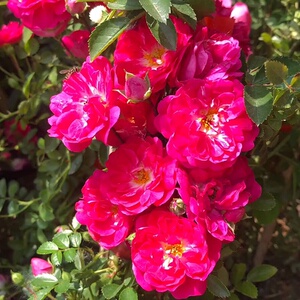 高档红色木香爬花植物庭院大里黄木香花苗四季种植爬藤植物藤奢华