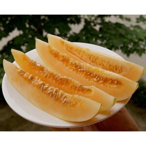 黄金蜜甜瓜 香瓜水果种子薄皮脆甜瓜种子水果黄瓤香瓜种籽四季