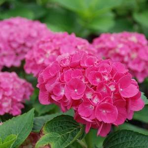 海蒂的花园含羞叶紧凑型大花绣球花八仙花阳台庭院花卉植物盆栽苗