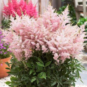 海蒂的花园旗舰店 落新妇多年生耐阴花卉盆栽庭院花境植物盆栽苗