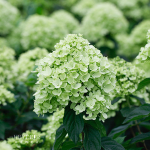 活力青柠圆锥绣球