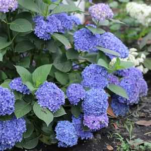 海蒂的花园贵安大花重瓣可调色绣球花阳台庭院花卉木本植物盆栽苗