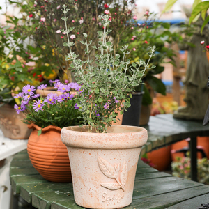 海蒂的花园银叶仓鼠观叶植物耐寒草花阳台庭院易活好养盆栽绿植
