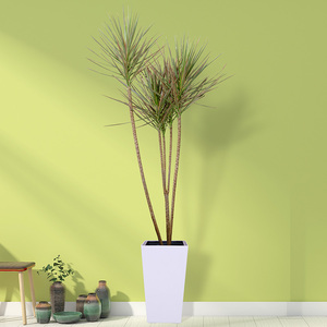 千年木室内大型绿植七彩铁马尾铁盆栽办公室净化空气北欧网红植物