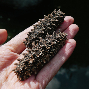 新品【高品质】日本关东参海参野生纯淡干六排刺参孕期滋补250g