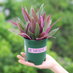 紫露兰盆栽油画婚礼吊兰四季好养常青观叶绿植植物室内花净化空气