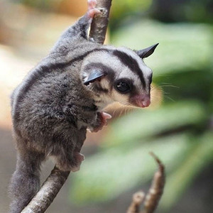 蜜袋鼬鼠小飞鼠幼崽宝宝亲人小型宠物密鼬鼠长不大口