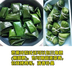 新款重庆野生21年新鲜桐子叶包粑粑现摘树叶50张油桐叶包材桐子果