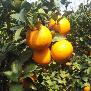 浙江省地方特产农产品秋冬季新鲜水果去解油腻酸橙子12斤温岭高橙