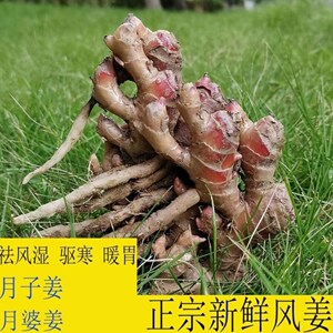 正宗高州风姜高良姜红姜阳春风姜 去湿姜 月子姜香姜包邮