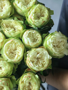 绿玫瑰夏雨荷鲜花高端花艺家居插花生日爱情表白礼物云南直发速递