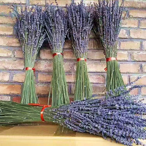 新鲜上市薰衣草切花 昆明直发干花薰衣草 香味助眠装饰香薰家居花