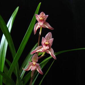 日本hj沁鲜园建兰名品老种举国欢庆兰花盆栽兰草苗室内盆景植物送