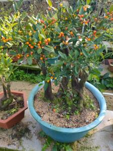 日本hj金豆盆景 熟桩 龙桔 老桩