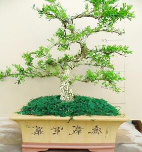 日本2022老桩造型珍珠黄杨盆景植物室内树桩盆栽大型盆景树桌面客