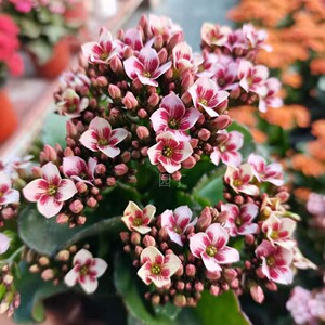 一代重瓣变色长寿花外星人植物室内易养活卧室绿植客厅花卉盆栽