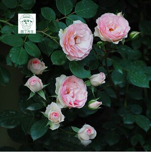 伊蔷薇欧藤本开花小四季月季伊甸园w花苗月季藤玫瑰月多花小阳
