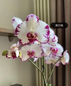 蝴蝶兰黑闪电电苗子当年开花室内观花植物兰花四季常青