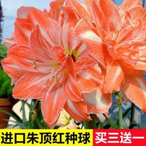朱顶红女神