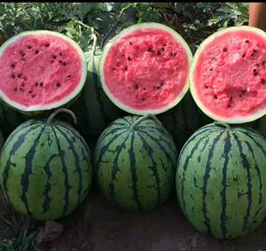 西瓜种籽8424麒麟