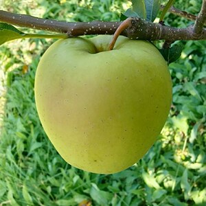 辽宁盖州黄元帅应季酸甜青绿黄苹果水果5/10斤整箱包邮