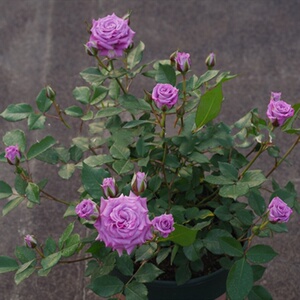 海洋米卡多月季