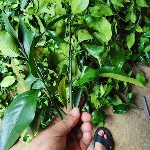 出售枝条 新品种柑橘嫁接穗条丽红桔柚华美7号爱沙明日见红美人