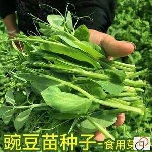 豌豆苗种籽豌豆种籽尖芽苗菜种子四季蔬菜孑龙须菜豌豆苗种籽