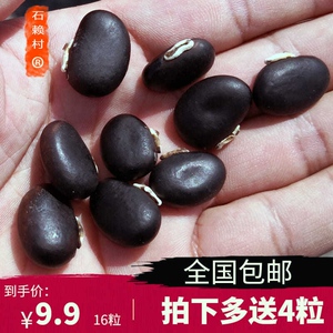 350人付款淘宝狗爪豆种子虎老豆龙爪豆种子高产大田庭院春夏秋季易种