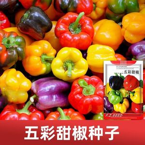 五彩甜椒种子 高产抗病春季季节四季种植 灯笼椒苗蔬菜孑大菜椒籽