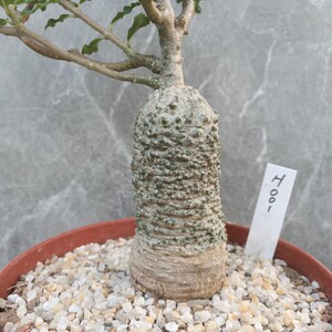 多肉植物 块根 火星人 大戟科 火星人 庭院绿植盆栽花卉 办公包邮