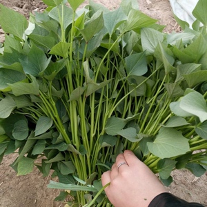 商薯19白心板栗红薯苗100棵地瓜苗红薯种藤苗秧地瓜蜜薯栗子香