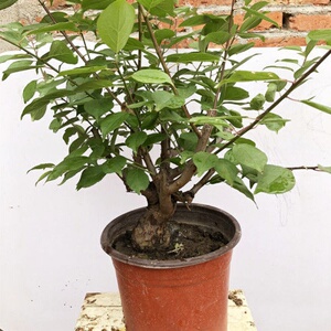 新品盆景梅花盆栽腊梅花苗梅花y苗树梅造a型植物室内花卉乌桩盆栽