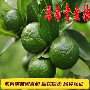 海南青金桔苗小青橘子苗当年结果树苗南北方种植四季盆栽水果植物