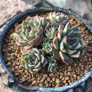 观锦农场原始海滨格瑞迷你月影系多头群生纯露养一物一拍多肉植物