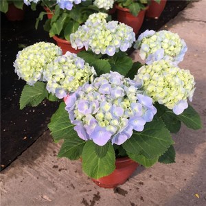 k绣球花盆栽无大夏绣球花卉w八仙花庭院地载阳台植物尽花绣花球苗
