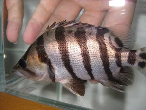 孟加拉银虎中大型热带鱼观赏鱼淡水龙鱼魟鱼配鱼活体包活印g尼虎