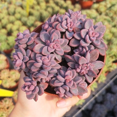 紫心多肉老桩旭鹤法n师碧桃回忆大颗好养新款品种电脑稀有桌面紫