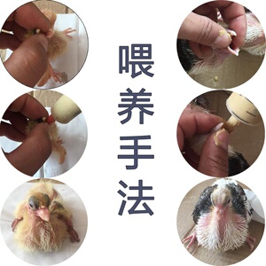 鸽乳0-30天包邮人工灌喂器全套鸽子奶粉斑鸠鸟食喂食器幼鸽料补1