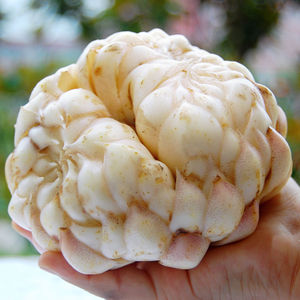 江西龙牙百合干