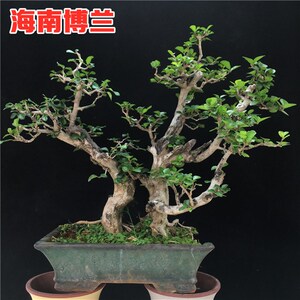 【博兰盆景】博兰盆景品牌,价格 - 阿里巴巴