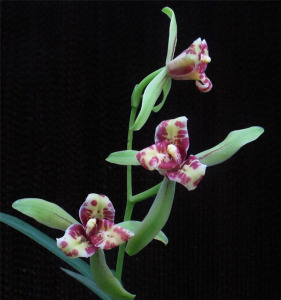 80shaolingyp淘宝四川自然老种兰花苗 春剑【九凤朝阳】浓香阳台