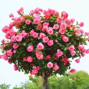 树状树形树桩月季花树老桩别墅庭院阳台大花四季开花盆栽花卉植.