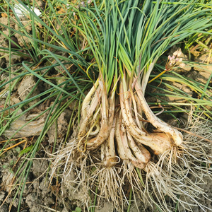 90tb2762307910淘宝四川农家新鲜农家苦藠团葱小根葱野葱头苦茭小蒜